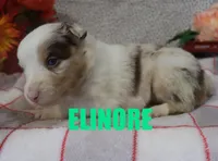 Elinore, a female Australian Shepherd for sale in Jasper, AR – Photo 5 of 6