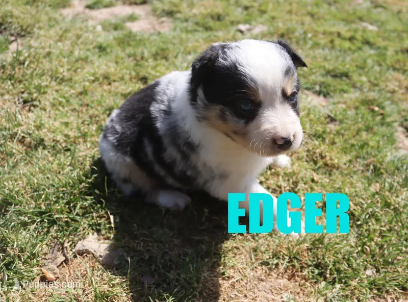 Edger – Australian Shepherd puppy for sale in Jasper, AR
