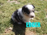 Edger, a male Australian Shepherd for sale in Jasper, AR – Photo 2 of 4