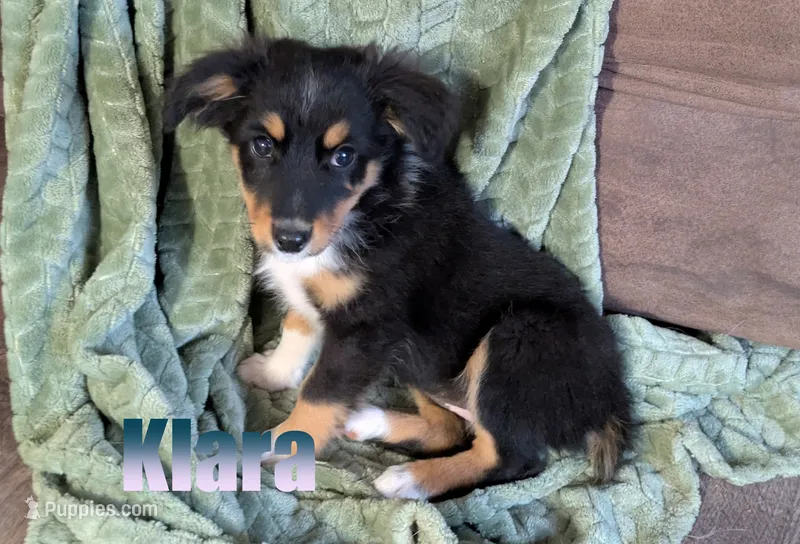 Klara – Miniature Australian Shepherd puppy for sale in Jasper, AR