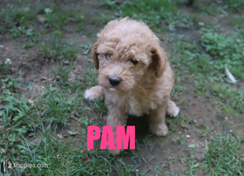 Pam – Poodle - Miniature  puppy for sale in Jasper, AR