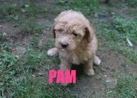 Pam, a female Poodle - Miniature  for sale in Jasper, AR – 3 of 8