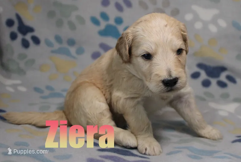 Ziera – Goldendoodle puppy for sale in Jasper, AR
