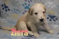 Ziera, a female Goldendoodle for sale in Jasper, AR – 1 of 2