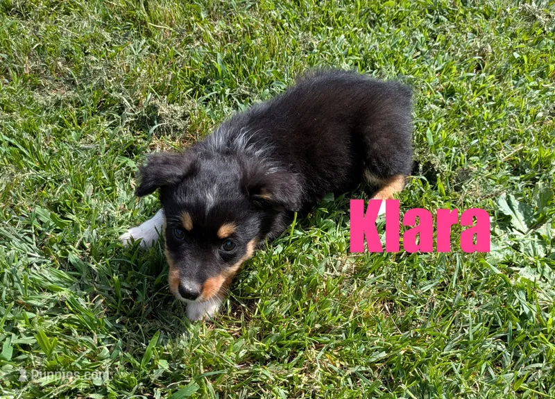 Klara – Miniature Australian Shepherd puppy for sale in Jasper, AR