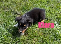 Klara, a female Miniature Australian Shepherd for sale in Jasper, AR – 2 of 6