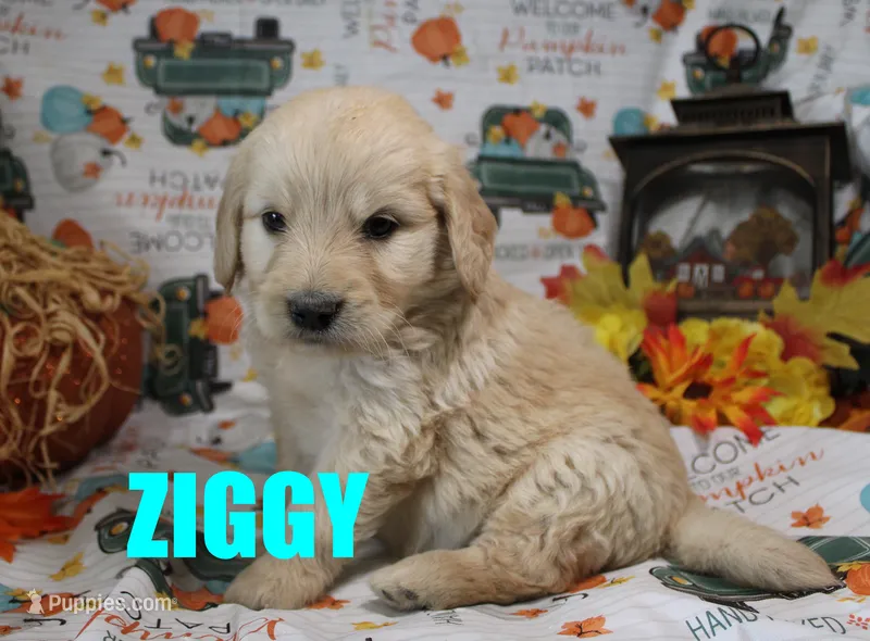 Ziggy – Goldendoodle puppy for sale in Jasper, AR