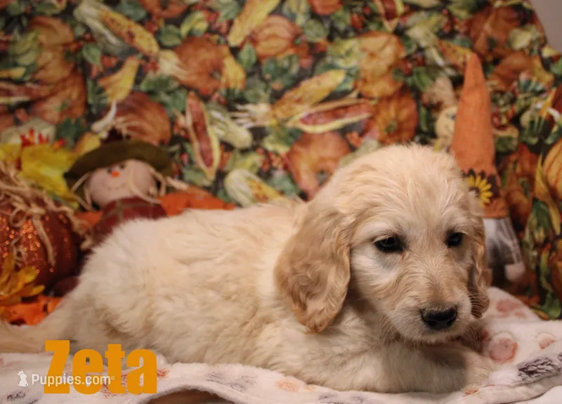 ZETA – Goldendoodle puppy for sale in Jasper, AR
