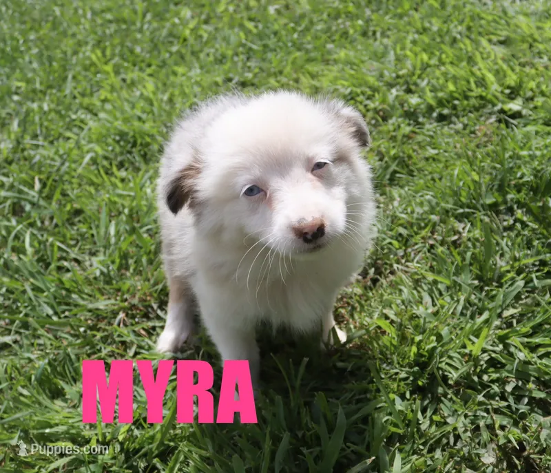 Myra – Miniature Australian Shepherd puppy for sale in Jasper, AR