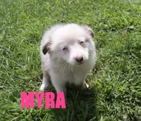 Myra, a female Miniature Australian Shepherd for sale in Jasper, AR – 1 of 9