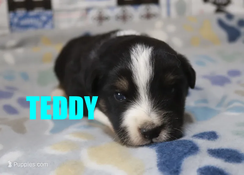 Teddy – Miniature Australian Shepherd puppy for sale in Jasper, AR