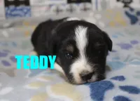 Teddy, a male Miniature Australian Shepherd for sale in Jasper, AR – 1 of 2