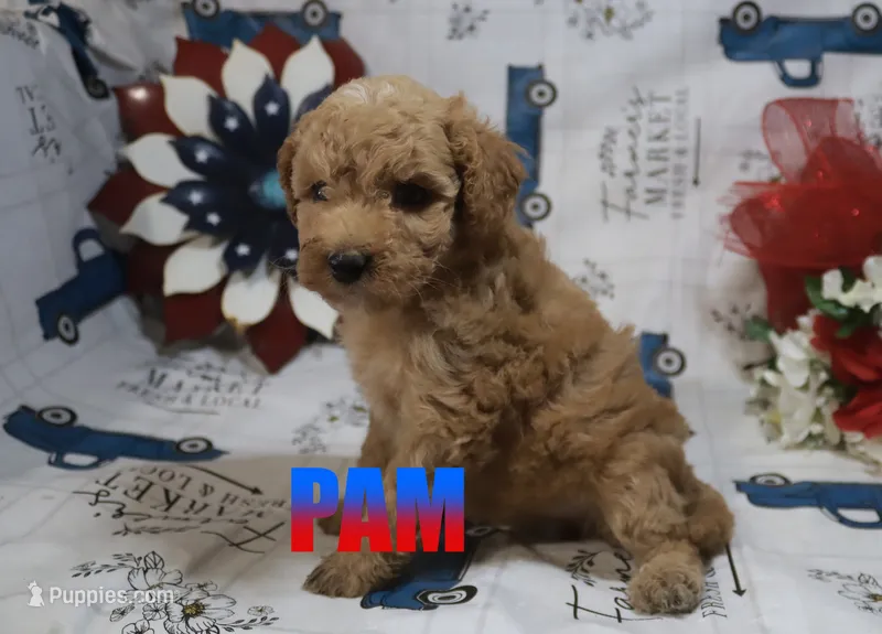 Pam – Poodle - Miniature  puppy for sale in Jasper, AR