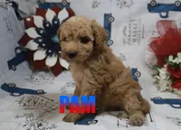 Pam, a female Poodle - Miniature  for sale in Jasper, AR – 5 of 8