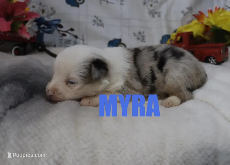 Myra – Miniature Australian Shepherd puppy for sale in Jasper, AR