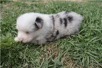 Myra, a female Miniature Australian Shepherd for sale in Jasper, AR – 7 of 9