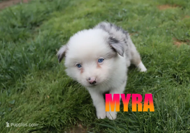 Myra – Miniature Australian Shepherd puppy for sale in Jasper, AR
