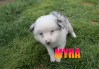 Myra, a female Miniature Australian Shepherd for sale in Jasper, AR – 4 of 9
