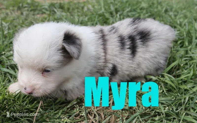 Myra – Miniature Australian Shepherd puppy for sale in Jasper, AR