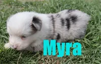 Myra, a female Miniature Australian Shepherd for sale in Jasper, AR – 6 of 9