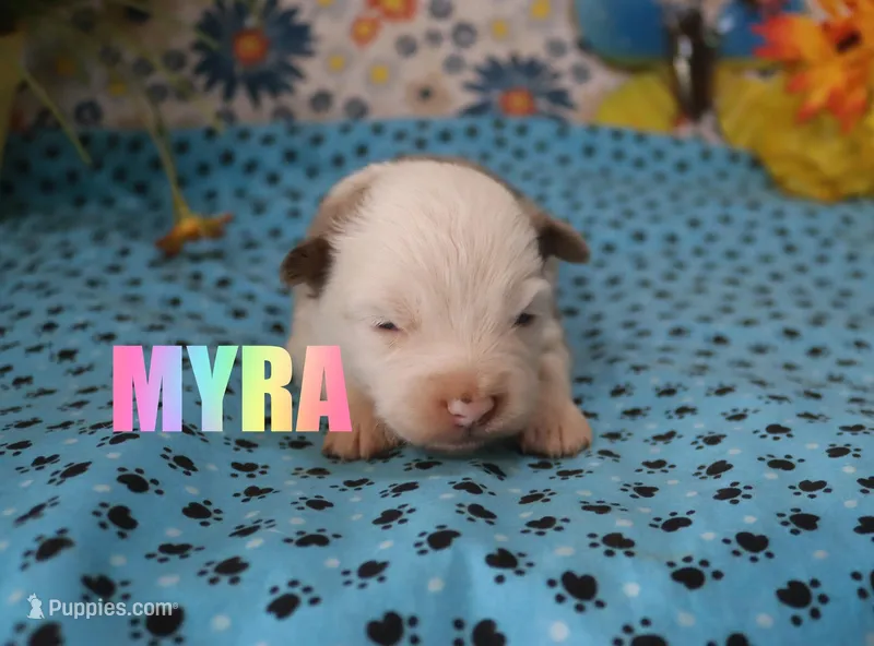 Myra – Miniature Australian Shepherd puppy for sale in Jasper, AR