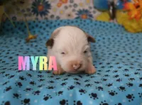Myra, a female Miniature Australian Shepherd for sale in Jasper, AR – 9 of 9