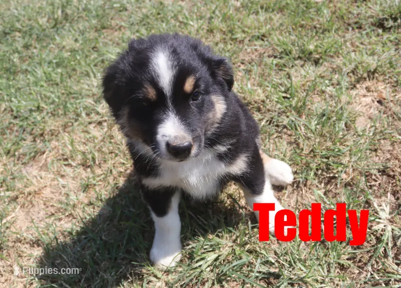 Teddy – Miniature Australian Shepherd puppy for sale in Jasper, AR