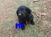 Pip, a male Goldendoodle for sale in Jasper, AR – Photo 6 of 7