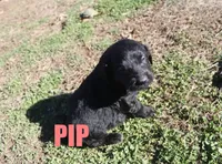 Pip, a male Goldendoodle for sale in Jasper, AR – Photo 7 of 7
