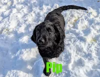 Pip, a male Goldendoodle for sale in Jasper, AR – Photo 2 of 7