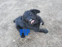 Pip, a male Goldendoodle for sale in Jasper, AR – Photo 4 of 7