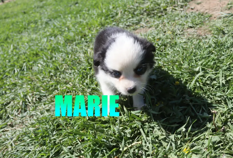 Marie – Miniature Australian Shepherd puppy for sale in Jasper, AR