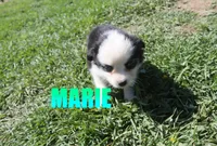 Marie, a female Miniature Australian Shepherd for sale in Jasper, AR – 3 of 8