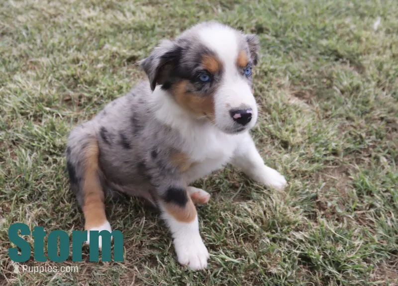 Sterling – Australian Shepherd puppy for sale in Jasper, AR