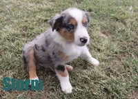 Sterling, a male Australian Shepherd for sale in Jasper, AR – 2 of 4
