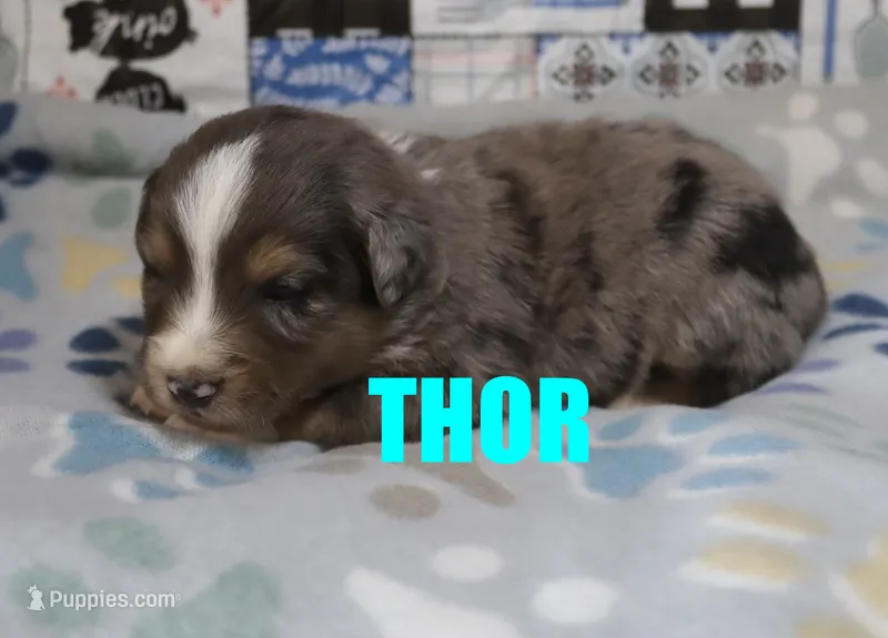 Thor – Miniature Australian Shepherd puppy for sale in Jasper, AR