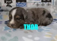 Thor, a male Miniature Australian Shepherd for sale in Jasper, AR – 1 of 2