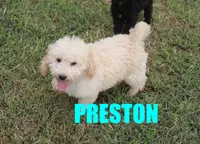 preston, a male Poodle - Miniature  for sale in Jasper, AR – 1 of 10