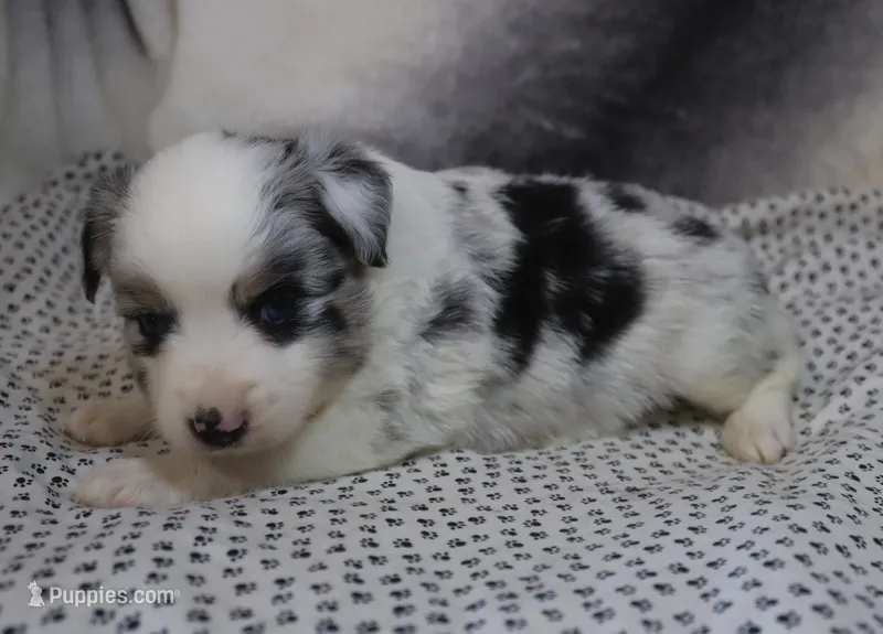 Trixie – Miniature American Shepherd puppy for sale in Jasper, AR