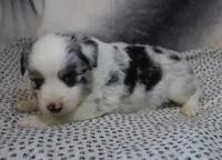 Trixie, a female Miniature American Shepherd for sale in Jasper, AR – 1 of 3