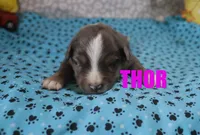 Thor, a male Miniature Australian Shepherd for sale in Jasper, AR – 2 of 2