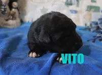 Vito, a male German Shepherd Dog and Golden Retriever for sale in Jasper, AR – Photo 8 of 8