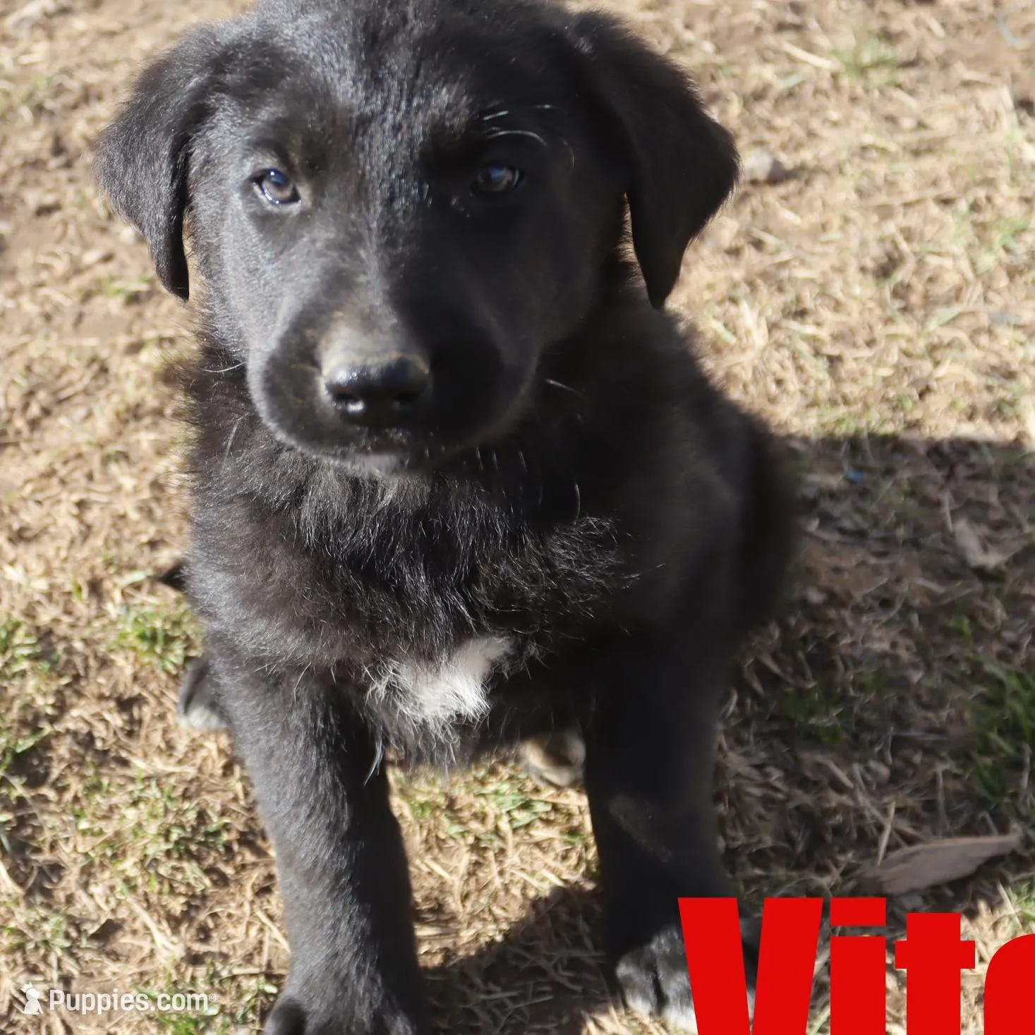 Vito, a male German Shepherd Dog and Golden Retriever for sale in Jasper, AR – Photo 2 of 8