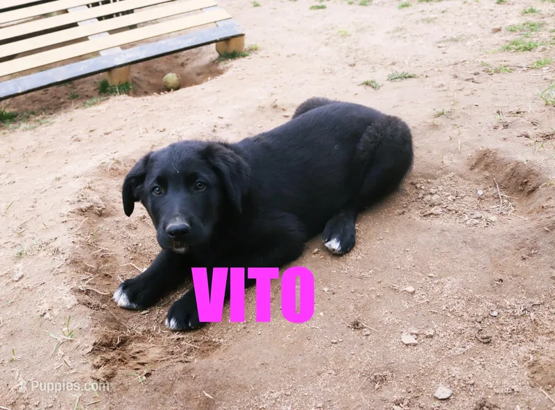 Vito