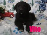 Vito, a male German Shepherd Dog and Golden Retriever for sale in Jasper, AR – Photo 3 of 8