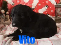 Vito, a male German Shepherd Dog and Golden Retriever for sale in Jasper, AR – Photo 5 of 8