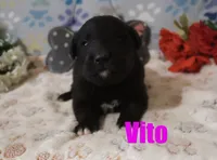 Vito, a male German Shepherd Dog and Golden Retriever for sale in Jasper, AR – Photo 6 of 8