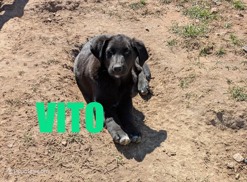 Vito – German Shepherd Dog, Golden Retriever puppy for sale in Jasper, AR