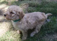 preston, a male Poodle - Miniature  for sale in Jasper, AR – 2 of 3