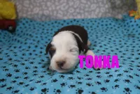 Tonka, a male Miniature Australian Shepherd for sale in Jasper, AR – 2 of 2